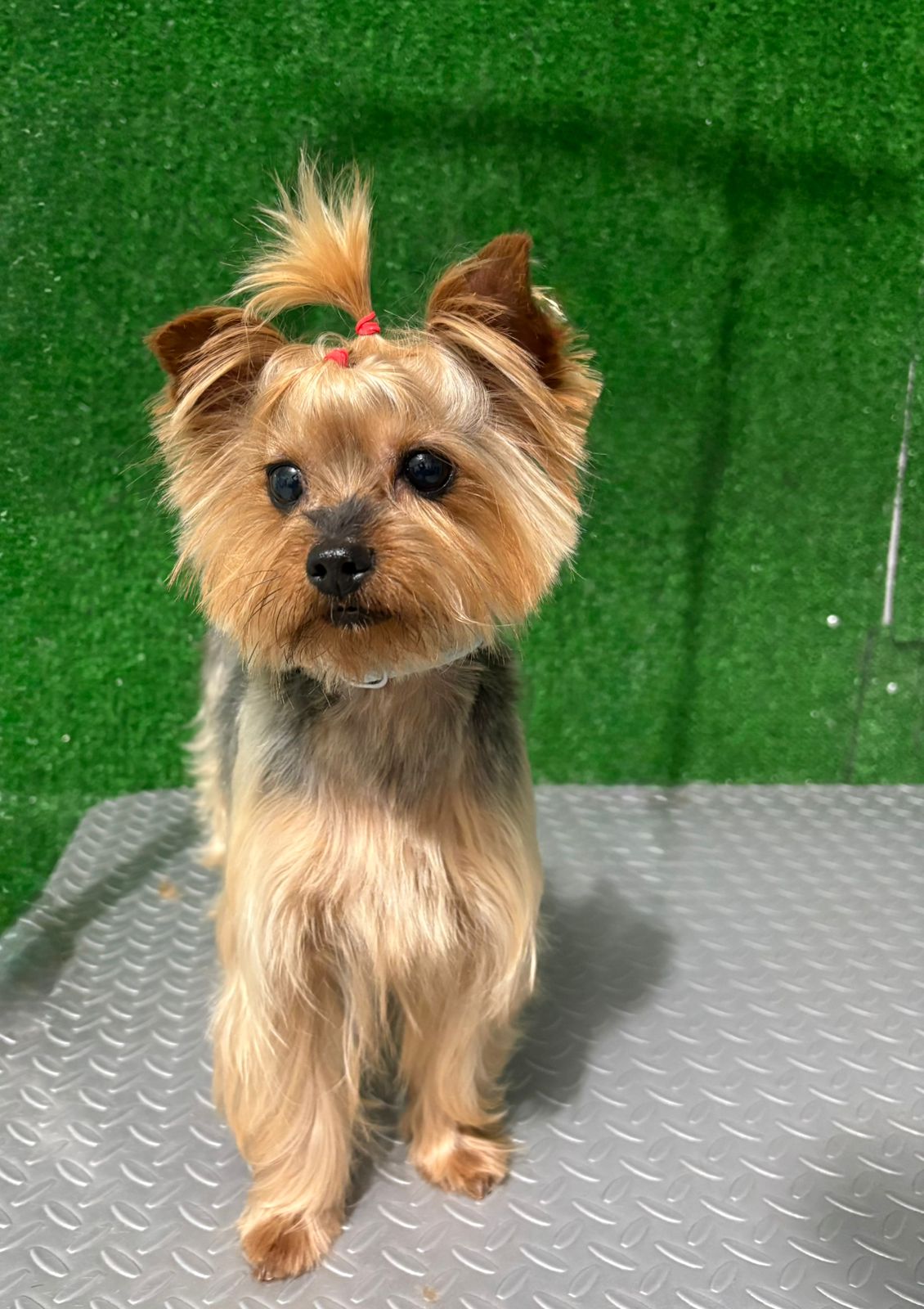 Perro después del baño